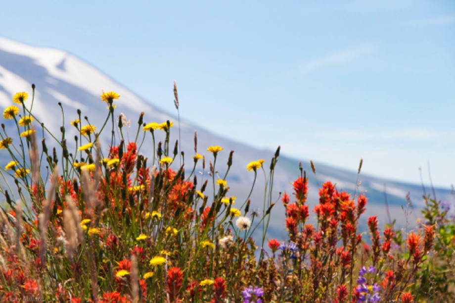 Mt Saint Helens - Wildflowers 1
Washington